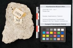 Foto (Objekt + Etikett) von Plantae indet.  (NHMW-GEO-2024-0188-11379)